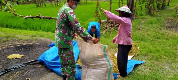 Pendampingan Petani, Satgas TMMD 110 Kodim Bojonegoro Bantu Memanen Padi